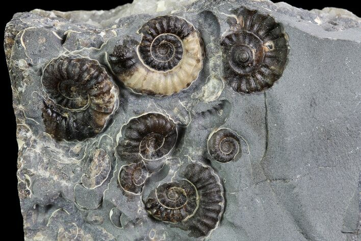 Ammonite (Promicroceras) Cluster - Somerset, England #86248